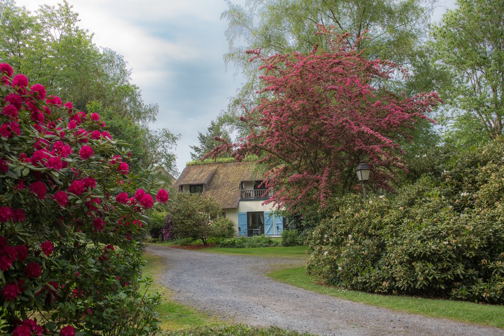 Le Petit Coq aux Champs - Gallery