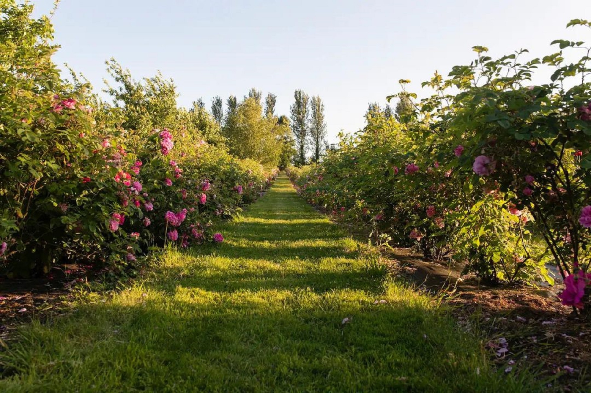 Starlight Cabin at Apothecary Garden